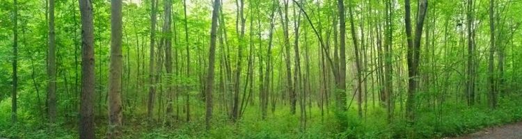 Sacred-grove-jason-bringhurst